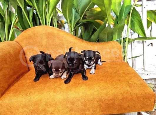 Gerçek Minicik Elma Kafa Teacup Chihuahua Yavruları görsel