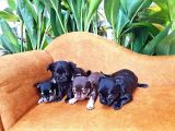 Gerçek Minicik Elma Kafa Teacup Chihuahua Yavruları