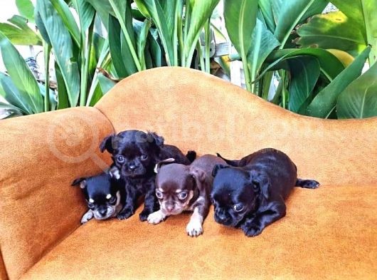 Gerçek Minicik Elma Kafa Teacup Chihuahua Yavruları