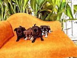 Gerçek Minicik Elma Kafa Teacup Chihuahua Yavruları