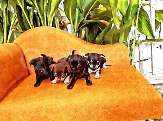 Gerçek Minicik Elma Kafa Teacup Chihuahua Yavruları görsel