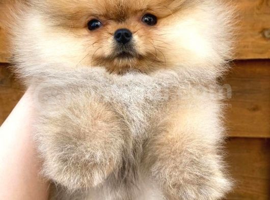 Pomerani̇an Boo Yavrulari görsel