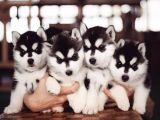 Orji̇nal Husky Yavrularimiz