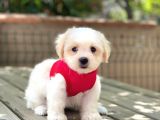Yavru Maltese Terrier