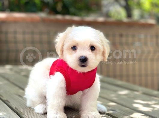 Yavru Maltese Terrier görsel