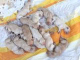 Golden Retriever Yavrularimiz Sahi̇plendi̇ri̇lecekti̇r