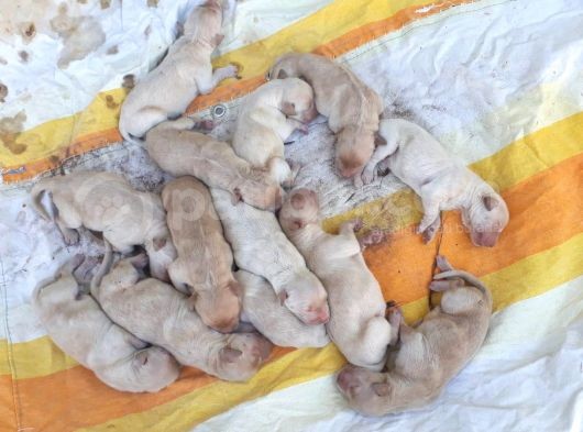 Golden Retriever Yavrularimiz Sahi̇plendi̇ri̇lecekti̇r görsel