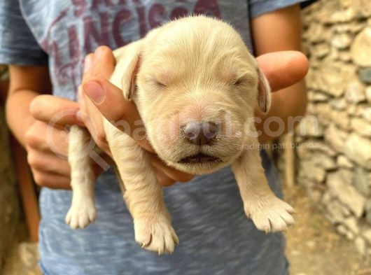Golden Retriever Yavrularimiz Sahi̇plendi̇ri̇lecekti̇r görsel