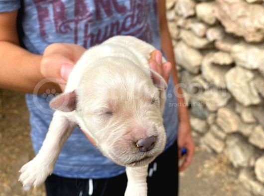 Golden Retriever Yavrularimiz Sahi̇plendi̇ri̇lecekti̇r görsel