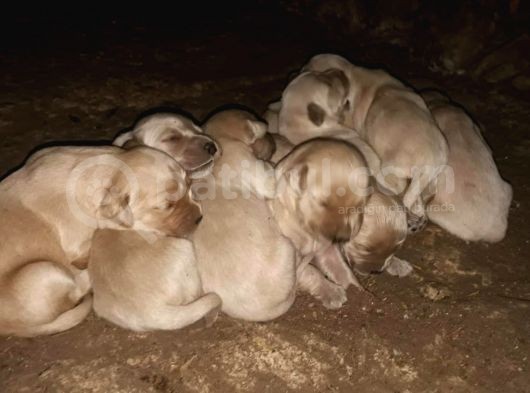 Golden Retriever Yavrularimiz Sahi̇plendi̇ri̇lecekti̇r