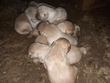 Golden Retriever Yavrularimiz Sahi̇plendi̇ri̇lecekti̇r