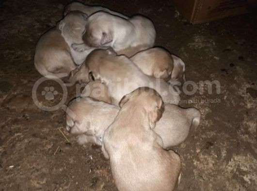 Golden Retriever Yavrularimiz Sahi̇plendi̇ri̇lecekti̇r görsel