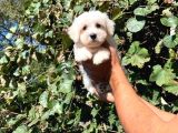 Yavru Maltese Terrier