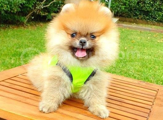 Safkan Teddy Bear Yavrularımız görsel