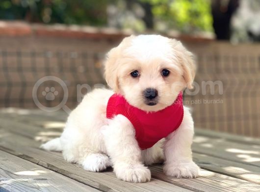Yavru Maltese Terrier görsel