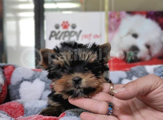 Teacup Yorkshi̇re Terri̇er Bebekler görsel