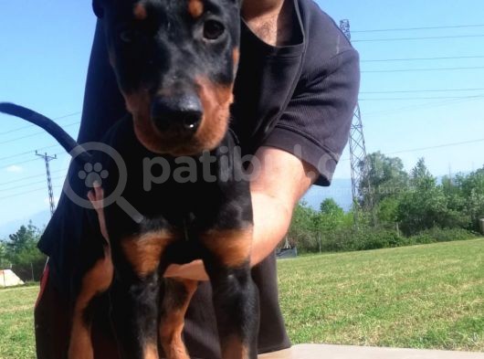 Ki̇ng Doberman Bebekler görsel