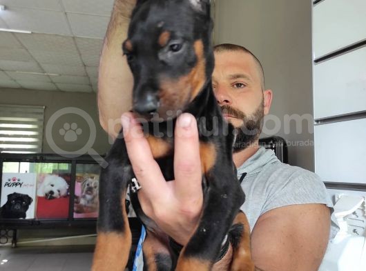 Ki̇ng Doberman Bebekler görsel