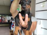 Ki̇ng Doberman Bebekler