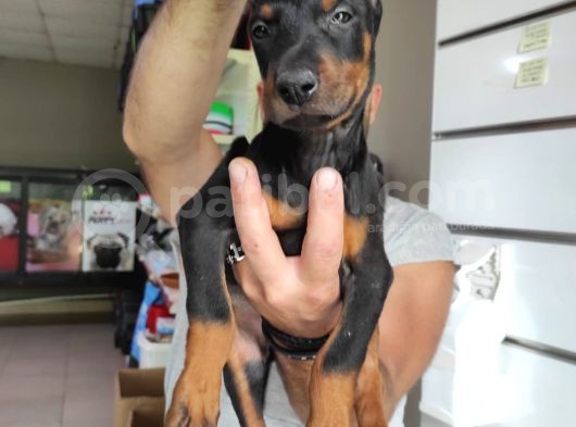 Ki̇ng Doberman Bebekler görsel