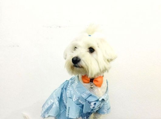 8 Aylıktır Maltese Terrier Köpegim Aşıları Tamdir Tuvalet Eğitimi Vardir görsel