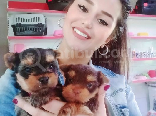 Teacup Yorkshi̇re Terri̇er Bebekler görsel
