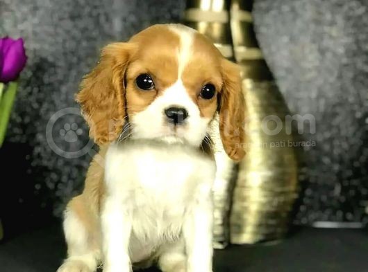 Cavalier King Charles Yavrular Ev Üretimi görsel