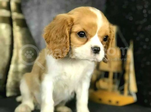 Cavalier King Charles Yavrular Ev Üretimi