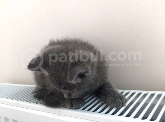 Yavru British Shorthair Erkek görsel