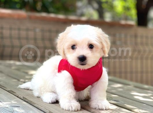Yavru Maltese Terrier görsel