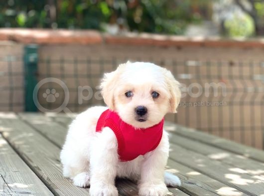 Yavru Maltese Terrier görsel