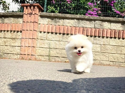 pomeranian boo pomeranian boo yavru istanbul pomeranian boo yavru kopek