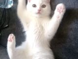 Pamuk Prenses Bu