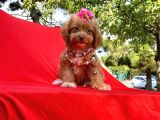 Red Brown Renk Dişi Maltipoo Yavrular