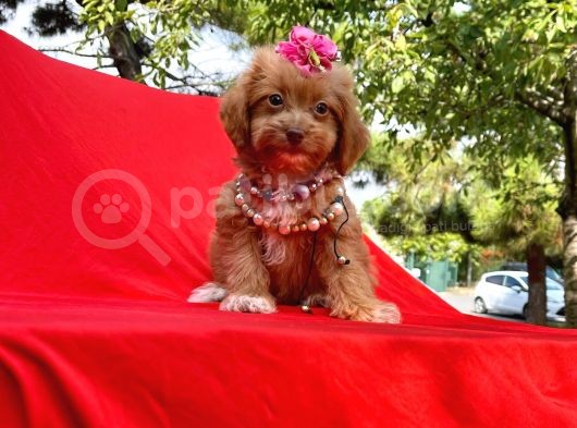 Red Brown Renk Dişi Maltipoo Yavrular görsel