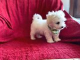 Orjinal Maltese Terrier