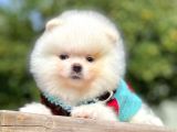 Ayıcık Surat Boo Pomeranian Yavrular