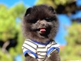 Pomerian Black