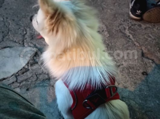 Japon Spitz görsel