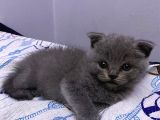 3 Aylık En Tatlı Scottish Fold Yavrular