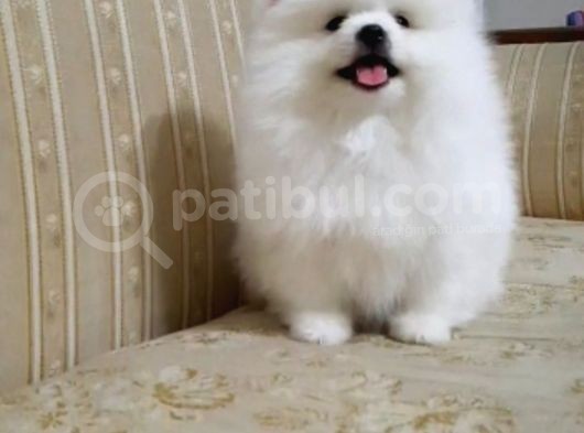 Pomerian görsel