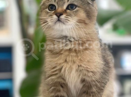 Süper Kalite Scottish Fold Yavrular Geldi görsel