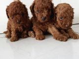 Dişi-Erkek Toy Boy Poodle Bebekler
