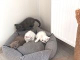 A Kali̇te Bri̇ti̇sh Shorthair 2,5  Aylik Sağlikli 1,5-2,000 