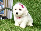 Maltese Mini Boy Yavrular