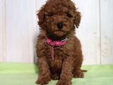 Dişi-Erkek Toy Boy Poodle Bebekler