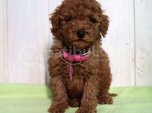 Dişi-Erkek Toy Boy Poodle Bebekler görsel