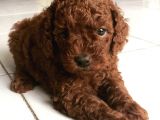 Dişi-Erkek Toy Boy Poodle Bebekler