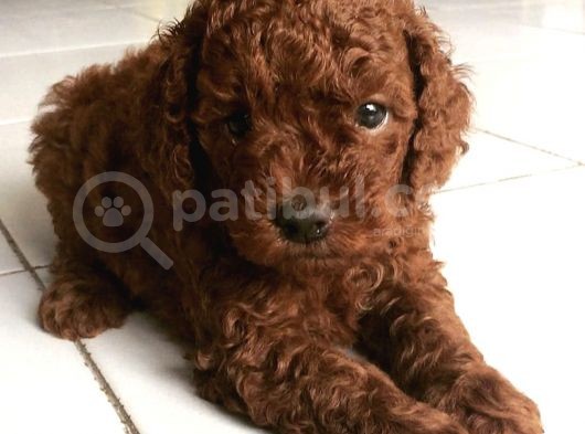 Dişi-Erkek Toy Boy Poodle Bebekler görsel