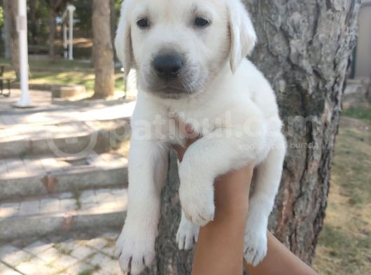 Irk Ve Sağlık Garantili Labrador Yavrular